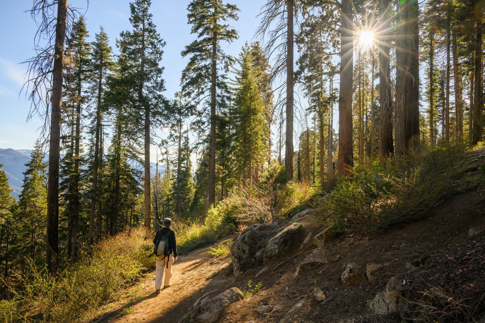 Tourist walking among big sequoia trees. Sun starbursts shining through the trees. Sequoia National Park. USA.