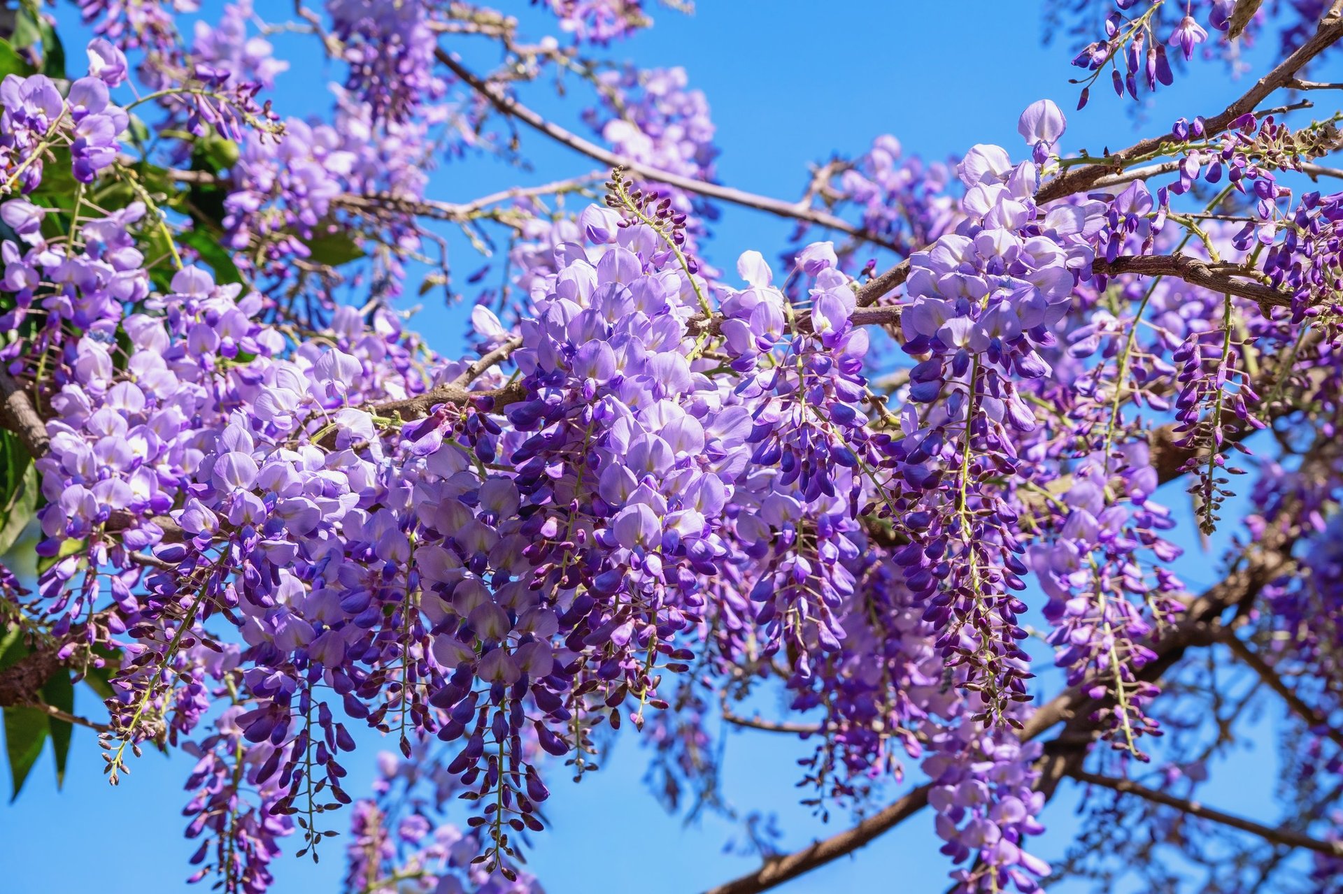 Spring flowers. Flowering wisteria. Beautiful purple flowers against blue sky